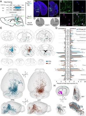 The Mesoscopic Connectome of the Cholinergic Pontomesencephalic Tegmentum